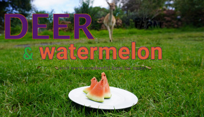 Do Deer Eat Watermelon?