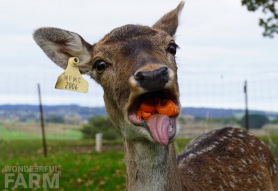What do deer eat?