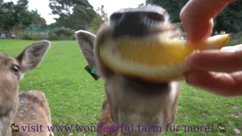 deer can digest lemons