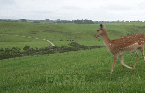 spooked deer walking